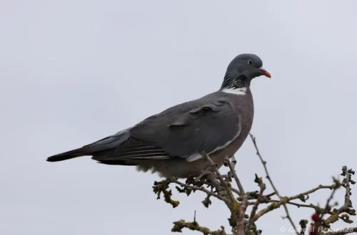 Pigeon ramier