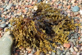 Fucus vésiculeux