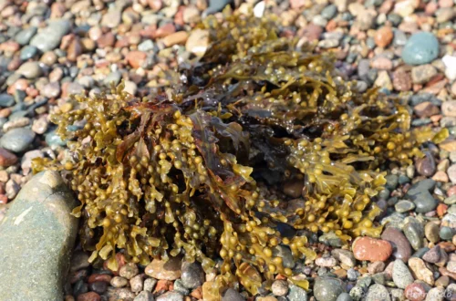 Fucus vésiculeux