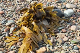 Fucus ou Varech dentelé