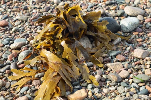 Fucus ou Varech dentelé