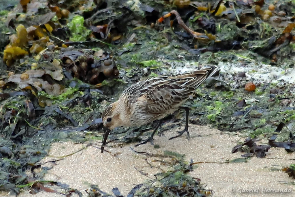 Bécasseau variable