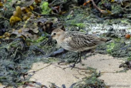 Bécasseau variable