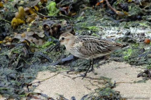 Bécasseau variable