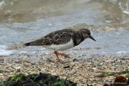 Tournepierres à collier