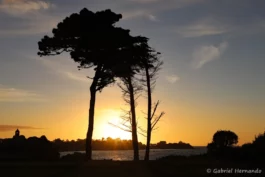 Silhouette des pins maritime avec le coucher de soleil