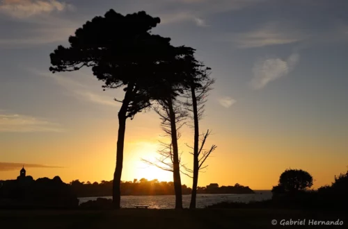 Silhouette des pins maritime avec le coucher de soleil