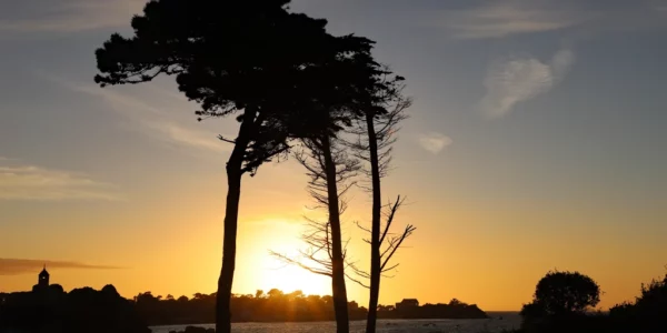Silhouette des pins maritime avec le coucher de soleil