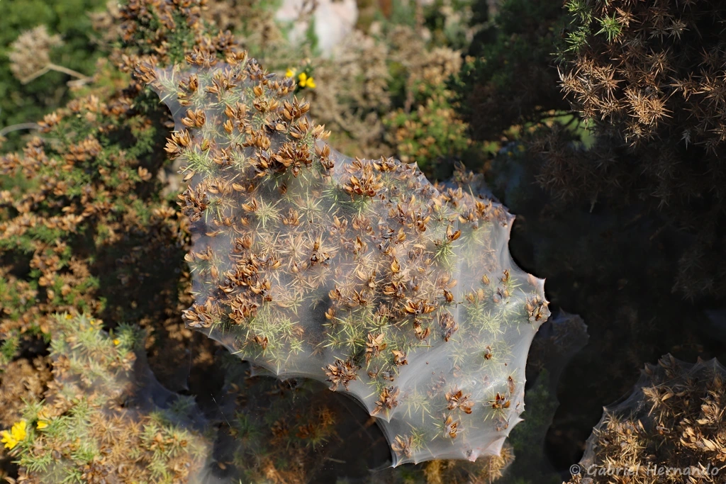 Toile de Tetranychus lintearius, un acarien tisseur de toile mesurant 0.4 à 0.6 mm