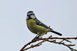 Mésange bleue