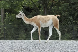 VigGuanaco