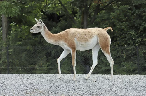 VigGuanaco