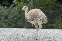 Nandou de Darwin