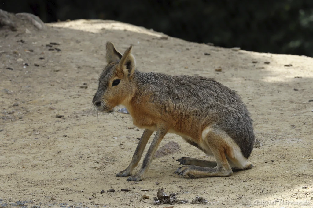 Mara ou lièvre de Patagonie - Dolichotis patagonum (Zoo de Paris, août 2021)