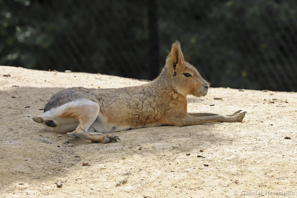 Mara ou lièvre de Patagonie - Dolichotis patagonum (Zoo de Paris, août 2021)