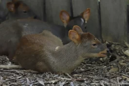 Pudu du Sud