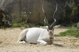 Addax ou antilope à nez tachetéde Paris, août 2021)