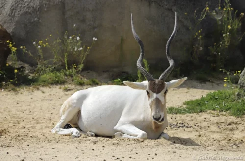 Addax ou antilope à nez tachetéde Paris, août 2021)