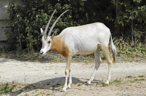 Oryx algazelle