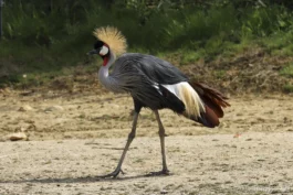 Grue royale