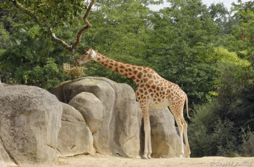 Girafe du Kordofan