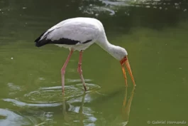 Tantale ibis
