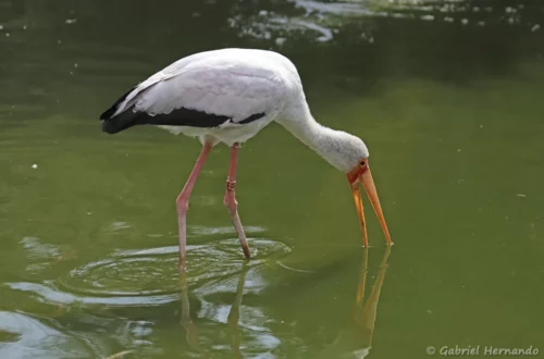 Tantale ibis