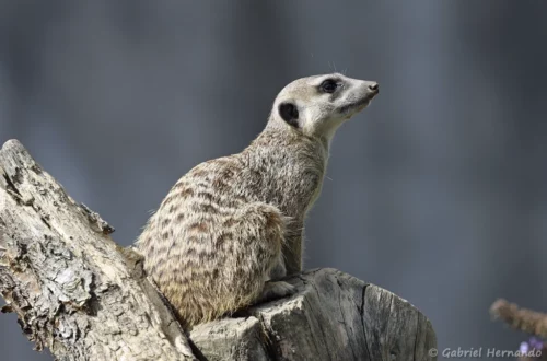 Suricate