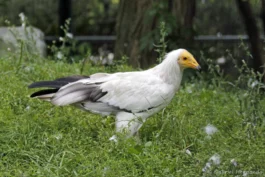 Vautour percnoptère