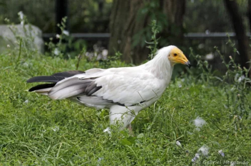 Vautour percnoptère