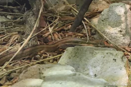 Couleuvre à échelons