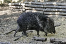 Pécari du Chaco