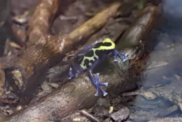 Dendrobate à tapirer