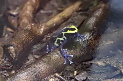 Dendrobate à tapirer