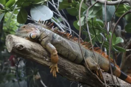 Iguane vert