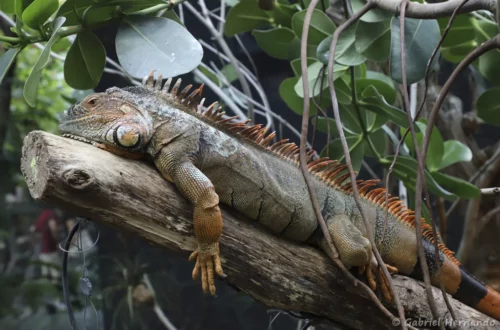 Iguane vert