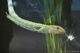 Lézard caïman ou dracène