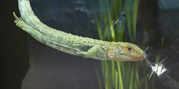 Lézard caïman ou dracène