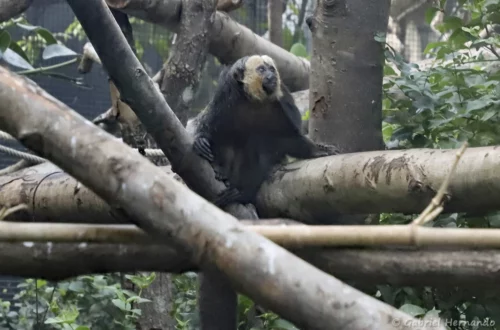 Sakis à face blanche