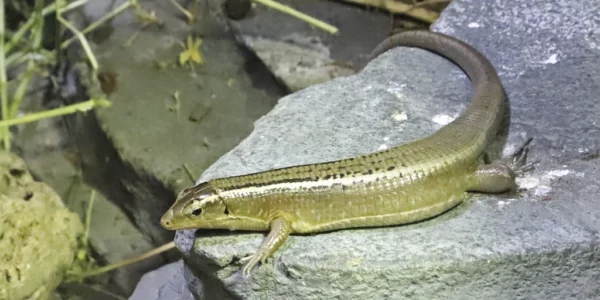 Zonosaure de Madagascar