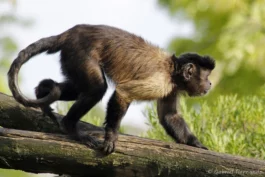 Capucin brun - Sapajus apella apella (Zoo de Paris, août 2021)