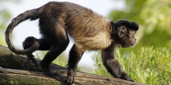 Capucin brun - Sapajus apella apella (Zoo de Paris, août 2021)