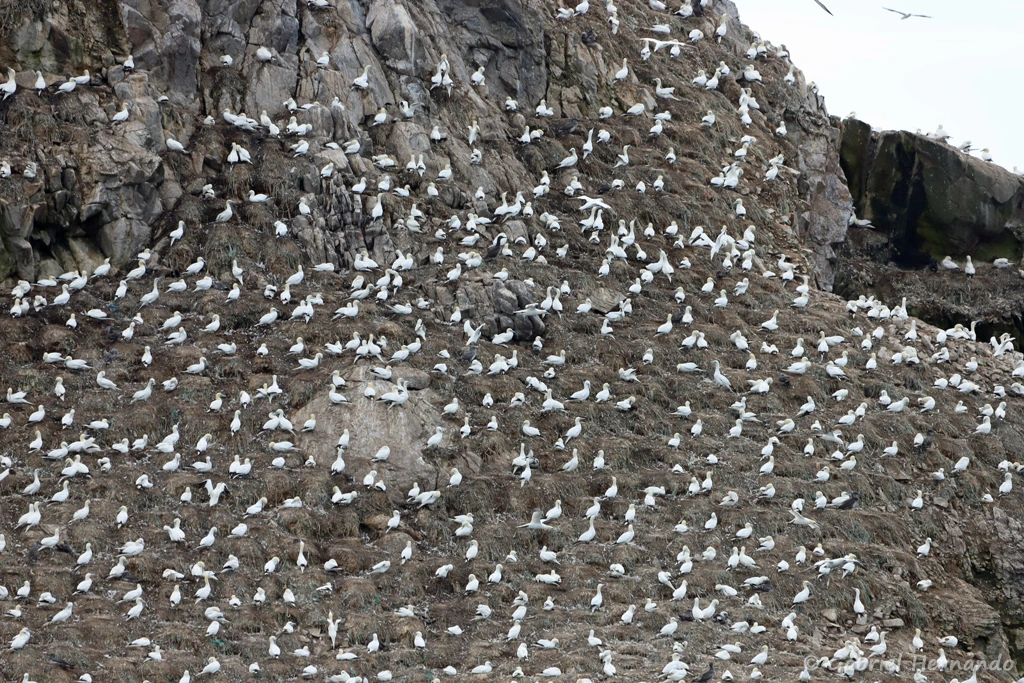 Colonie de fous de Bassan sur l'île Rouzic