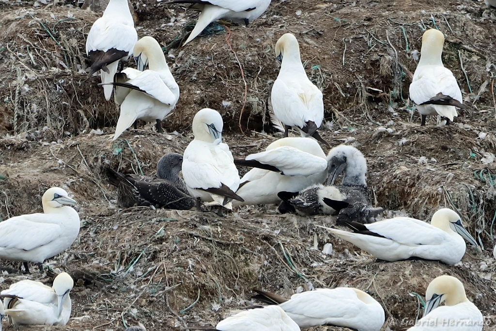 Fous de Bassan, jeunes et adultes, sur l'île Rouzic - Morus bassanus