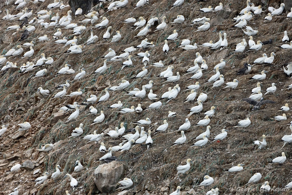 Fous de Bassan sur l'île Rouzic