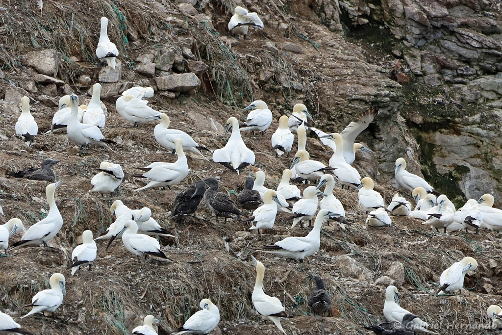 Fous de Bassan , jeunes et adultes, sur l'île Rouzic