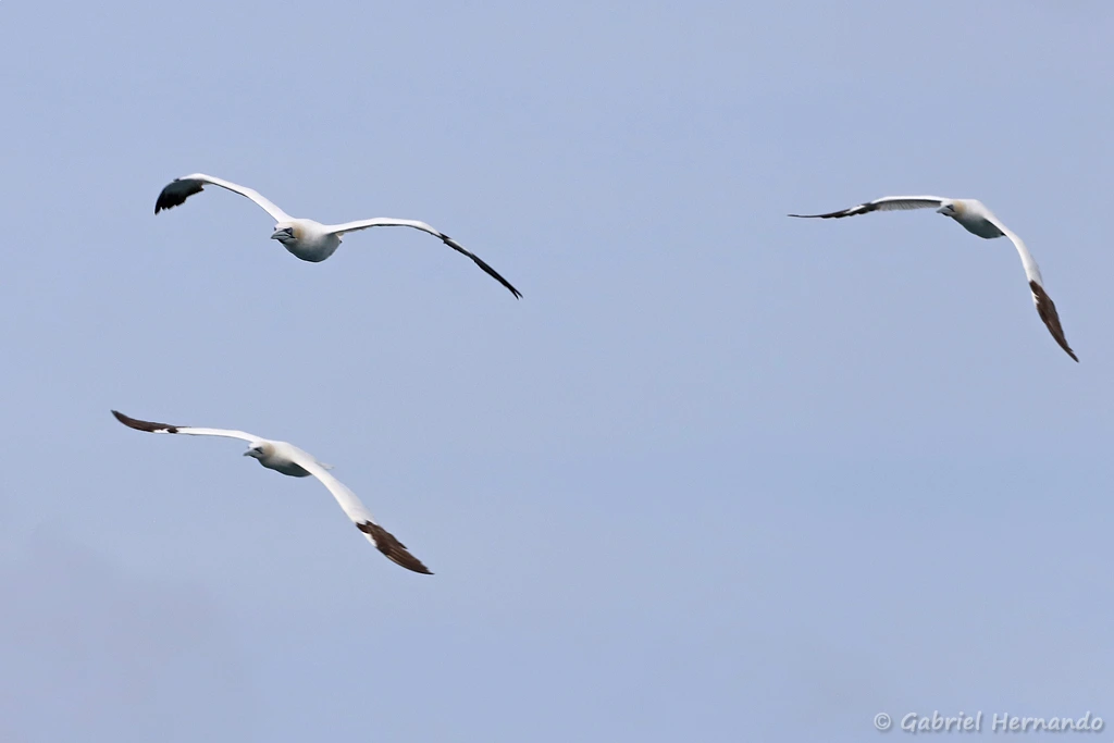 Fous de Bassan volant en escadrille