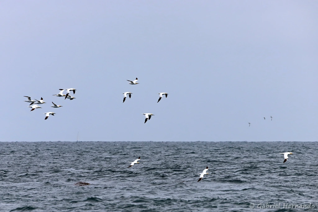 Fous de Bassan volant vers leur zone de pêche