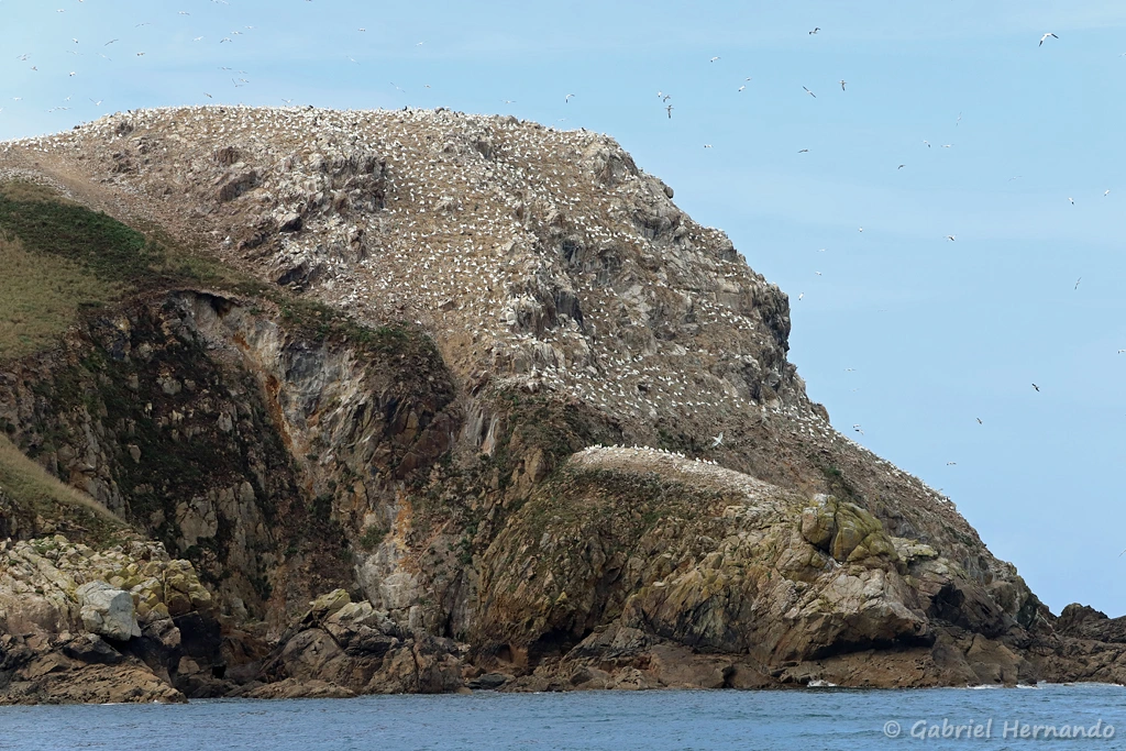 Colonie de fous de Bassan sur l'île Rouzic