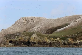 Colonie de fous de Bassan sur l'île Rouzic